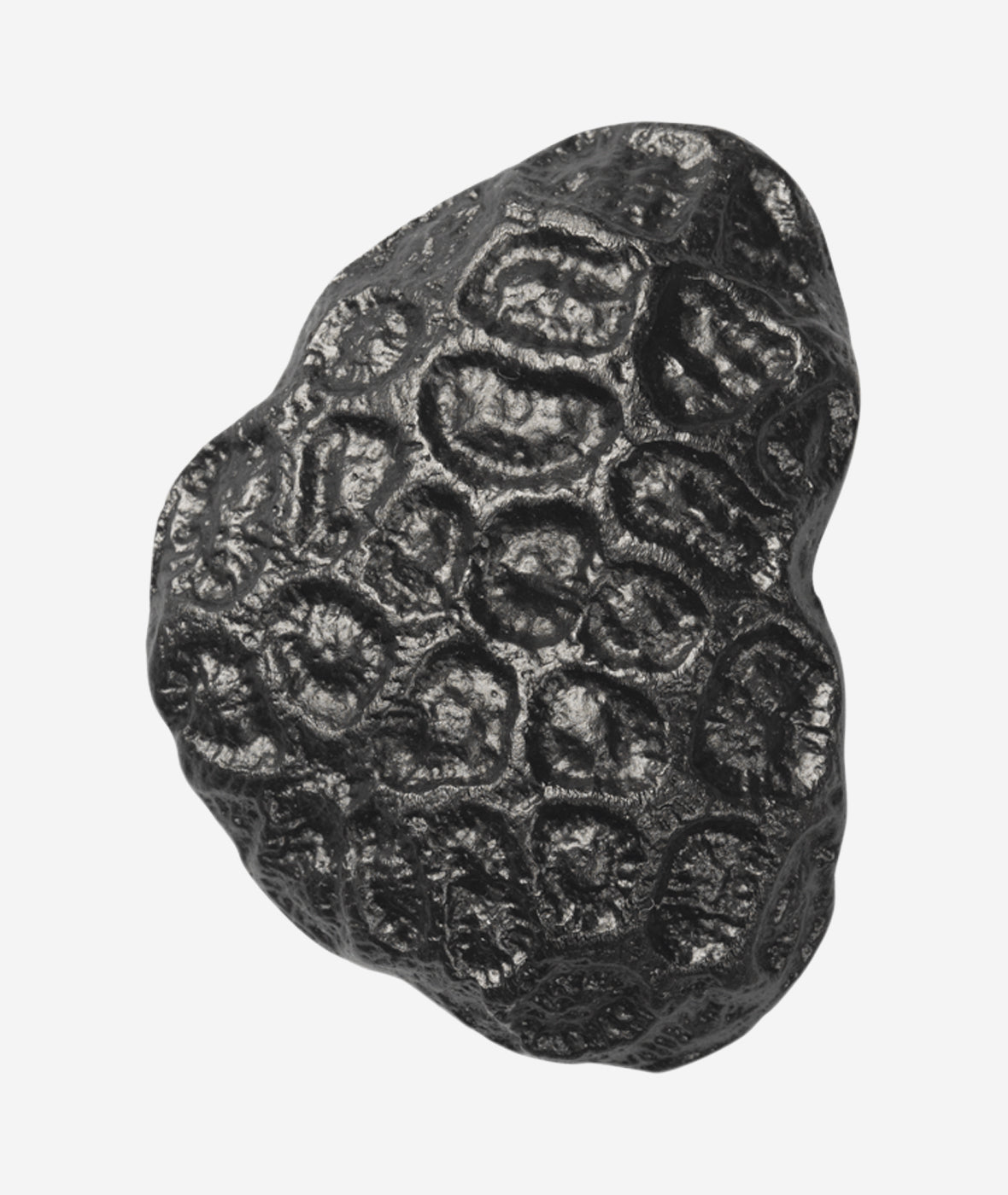 Comber Coral Hook - More Options - BEAM