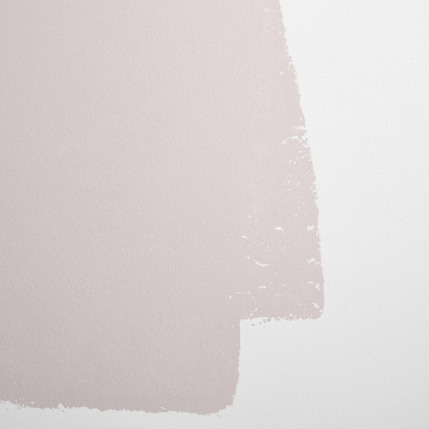 Backdrop Paint - Not So Delicate