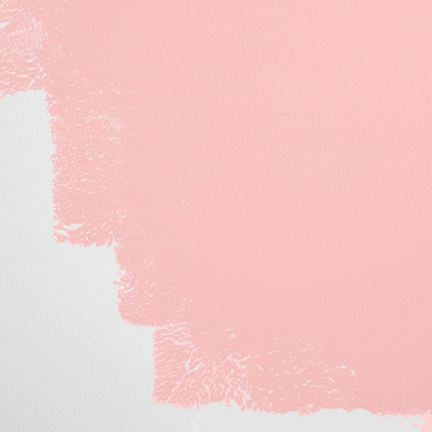 Backdrop Paint - Shy Boys